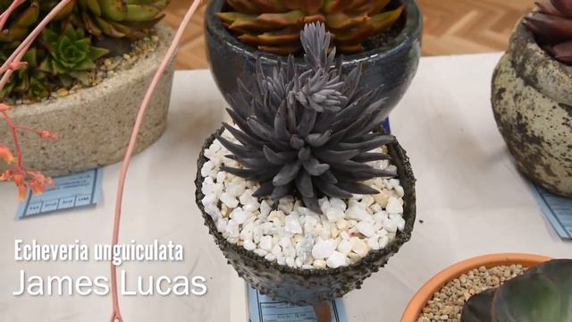 Echeveria Unguiculata - اشكال واسماء العصاريات: إتشيفيريا أونغويكولاتا