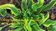 Обзор первой мини клумбы с хостами август 2024г