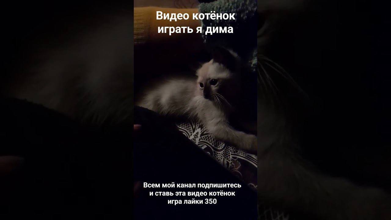 видео котёнок  и я дима игра