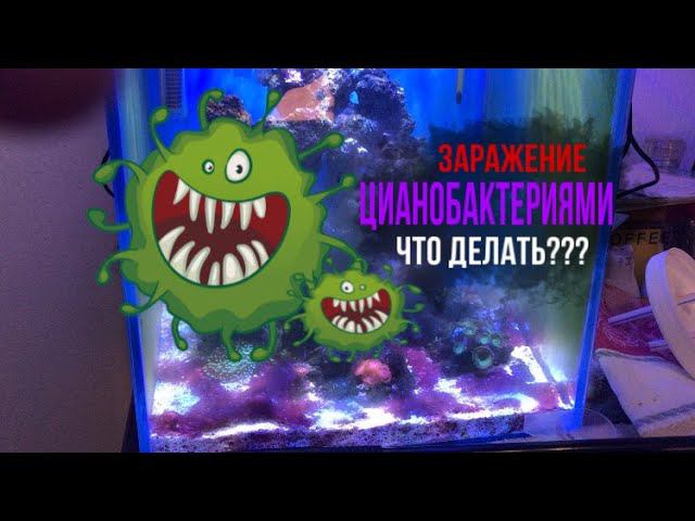 №3 Морской аквариум / Всышка циано / Nano reef