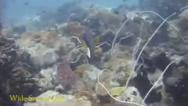 wide scuba angle Pattaya Sony W570 Under Water