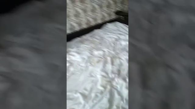 Неудачное сальто собаки?