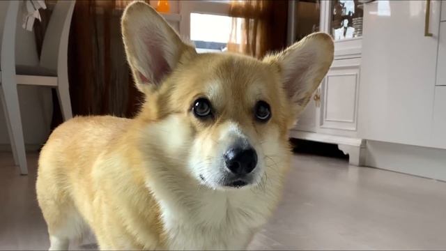 БОИТСЯ новых мискок?? Танцы с Таффи до упаду! ВЕЛЬШ КОРГИ