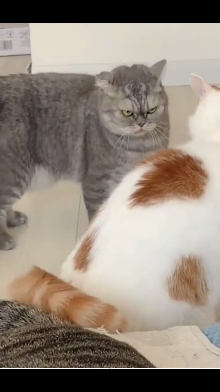 Funniest-animals-2024-🐱in-tiktok-😂-funny-and-fails-pets-video
