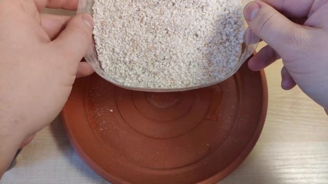 HOW TO GROW A MANGO TREE FROM SEED ? (Easy Method)