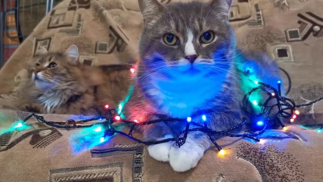 Top 27 Cats Free Stock Videos Footage - No Copyright Cat Videos