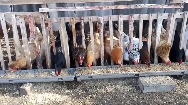 Кормлю куриц ?/ Собираю яйца ?.