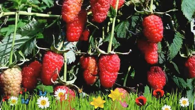 Малина традиционная Патриция ? Обзор: посадка и уход. крупномеры малины: описание и особенности