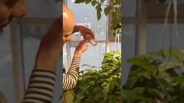 Выпуск энтомофагов в вегетарий, Нижегородская обл.mp4