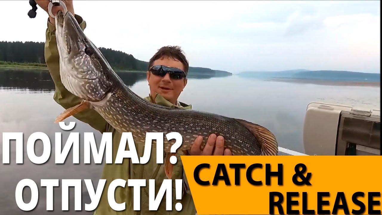 Поймал щуку 4 килограмма на спиннинг и отпустил