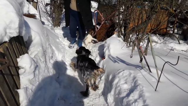 Бейла ищет хозяина-охотника!