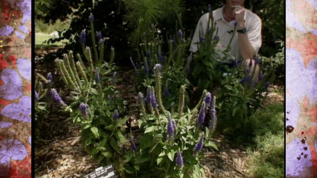 Perennial Plant of the Year