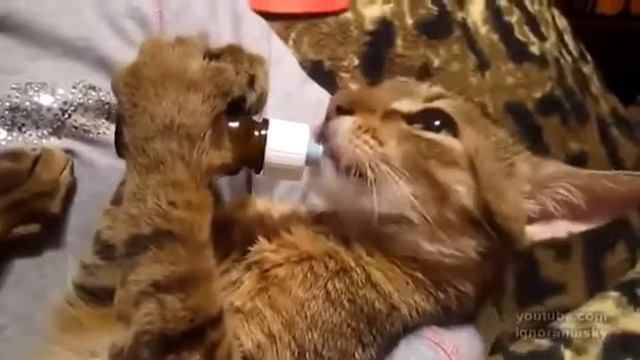 Кот пьет валерьянку