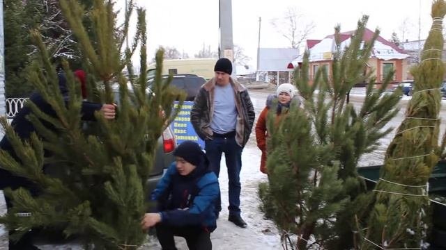 С 16 декабря в Новошешминске началась продажа новогодних елок