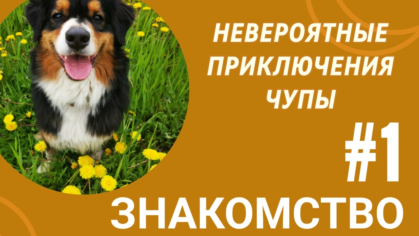 НЕВЕРОЯТНЫЕ ПРИКЛЮЧЕНИЯ ЧУПЫ. ЗНАКОМСТВО. #1.