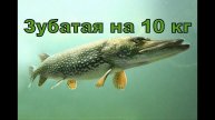 Сорвалась зубатая на 10 кг 15.03.2019