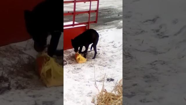 Собака за один раз съел 2 кило сала
