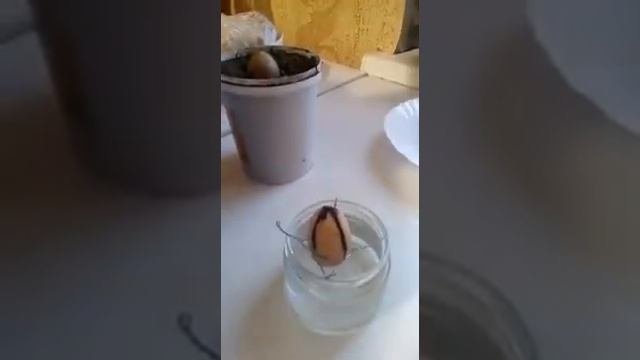 Как посадить авокадо из косточки часть 2