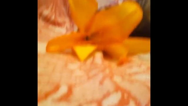 Милые хорьки!