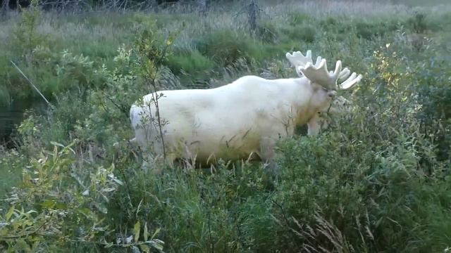 Extraordinary white moose takes a dip in a swedish lake