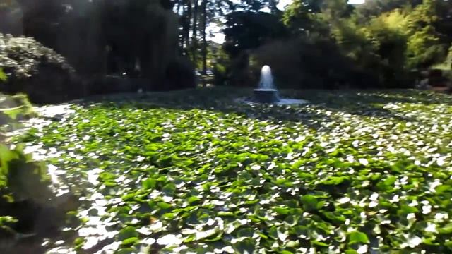 Гигантские лопухи. Лето. Giants plants, Summer