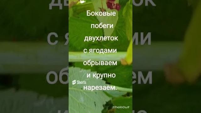 Сушеная малина в чай ?