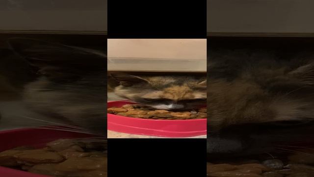 Смотреть до конца