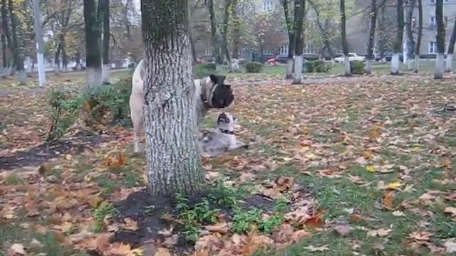 Английский мастиф English mastiff