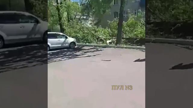 В Хабаровске штормовой ветер валит деревья на машины, крушит дорожные знаки