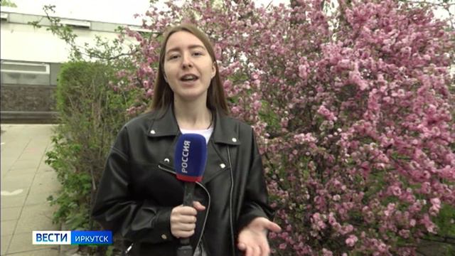 В Ботаническом саду ИГУ проводят Дни любования цветущей сакурой