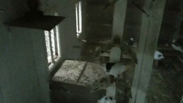 PigeonsНасестыПрисады для голубей. Собрала из подручных материалов 