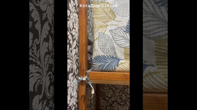 Макс и Малой. Котики живут вместе, Малой у нас впервые.