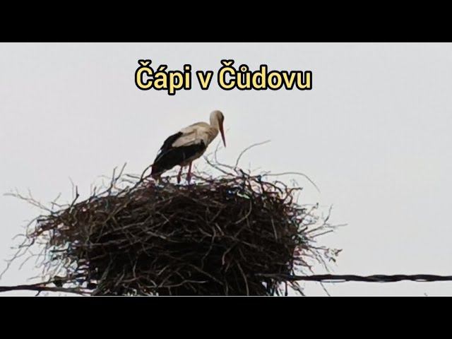 Čápi se starají o svá mláďata bez přestávky