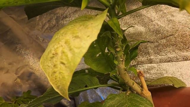 Brugmansia Flowering Indoors Under Grow Lights.