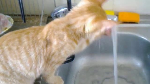 РЫЖИЙ КОТЕНОК ИГРАЕТ СО СТРУЕЙ ВОДЫ