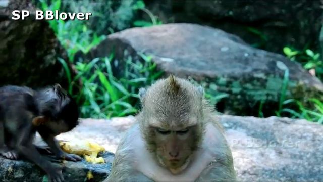 Brutus JR Born Again Welcome New Baby Monkey, Aww I'm So Exciting
