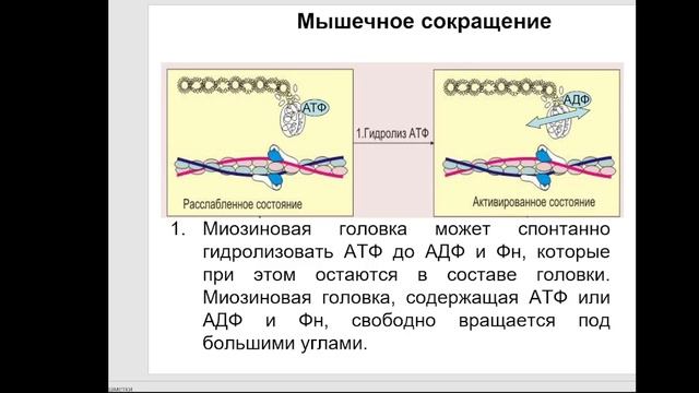 Частная биохимия. Мышцы. Часть 2.