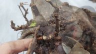 How to treat the rotten root of the bird, and how to change the shape雀梅爛根後如何救治,型不養眼該怎樣改