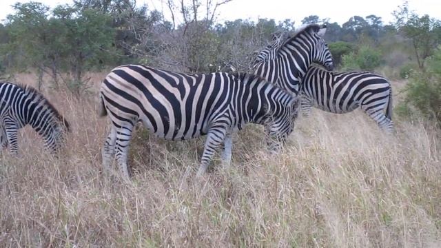 Burchell's zebra (Equus quagga  formerly Equus burchelli ) MVI_0459.MOV