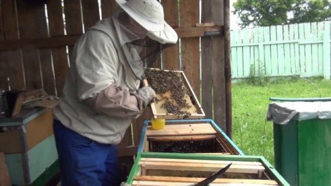 Семья из роев 4 роя в одну семью bee honey miód