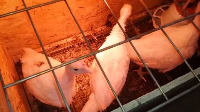 Бройлерные цесарки 1.5 мес и 2 недели, индюки.