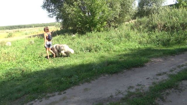 Видео3824 Sony 9 августа 2019 Воронеж   Усманка Собака   похожа на породу маламут