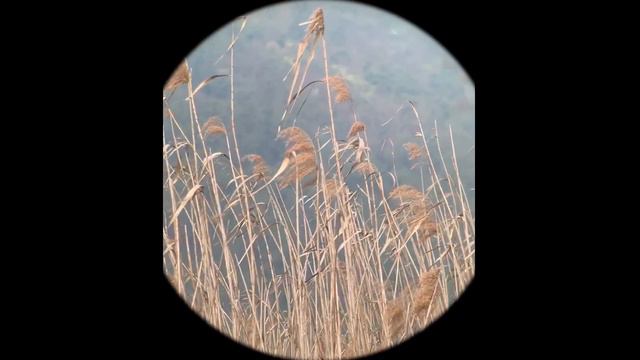SCOKC TOP ED 8x20 Monocular vs
