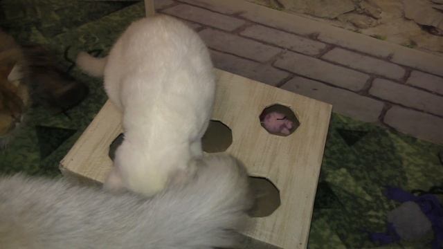 Котенок Снежок достает белок, мышек, крысок из нор