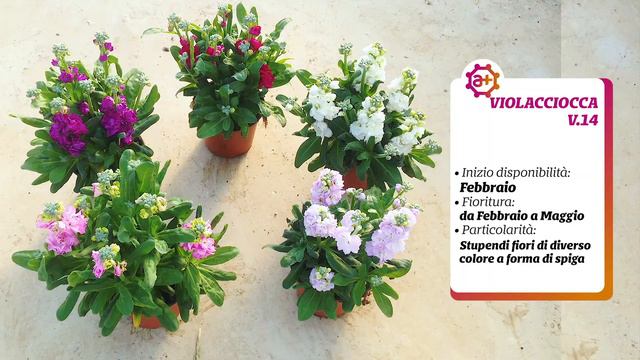 Apuliaplants | VIOLACCIOCCA V. 14