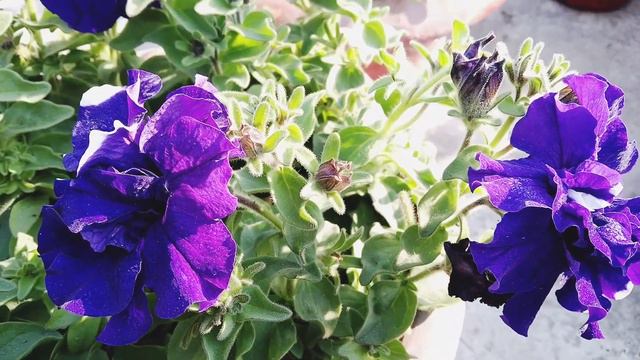 Next Time Grow Petunia Double !!!