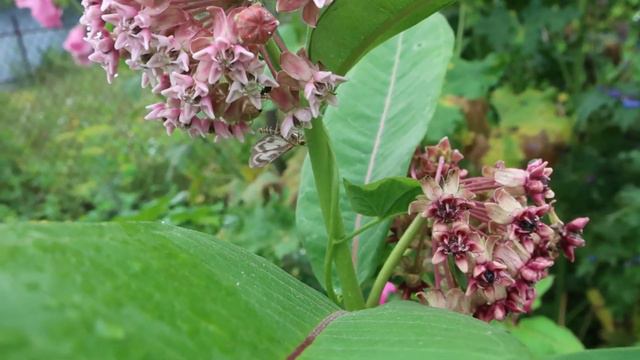 Ваточник сирийский. Asclepias syriaca. Опыление.