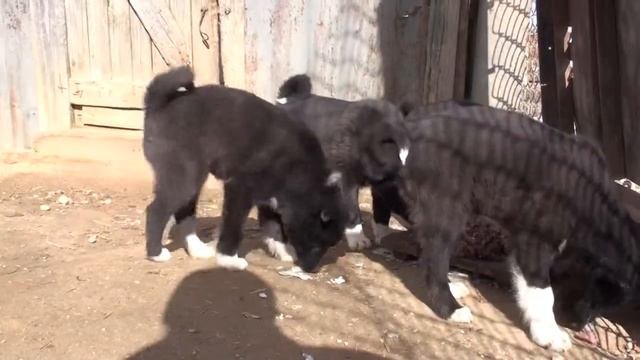 LRE Puppy