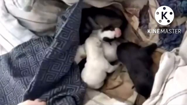 Собака родила 10 щенят в снегу и лежала без сил. Когда мужчина решил помочь, произошло невероятное