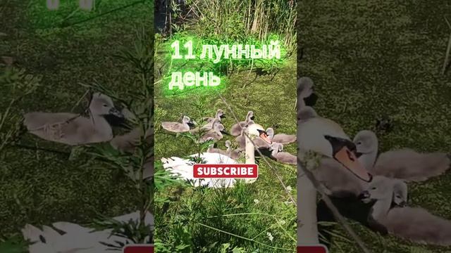 11 лунные  сутки?Привлекаем деньги с луной || Рекомендации на 11 лунный день